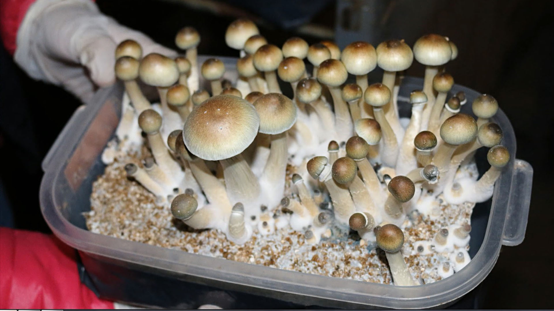 Magic Mushroom Cultivation Space Rentals - MycoLinkLabs.com