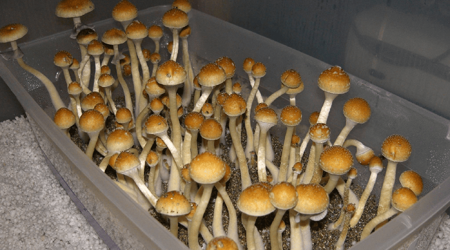 Remote Psilocybe Cubensis Laboratory Incubation - MycoLinkLabs.com