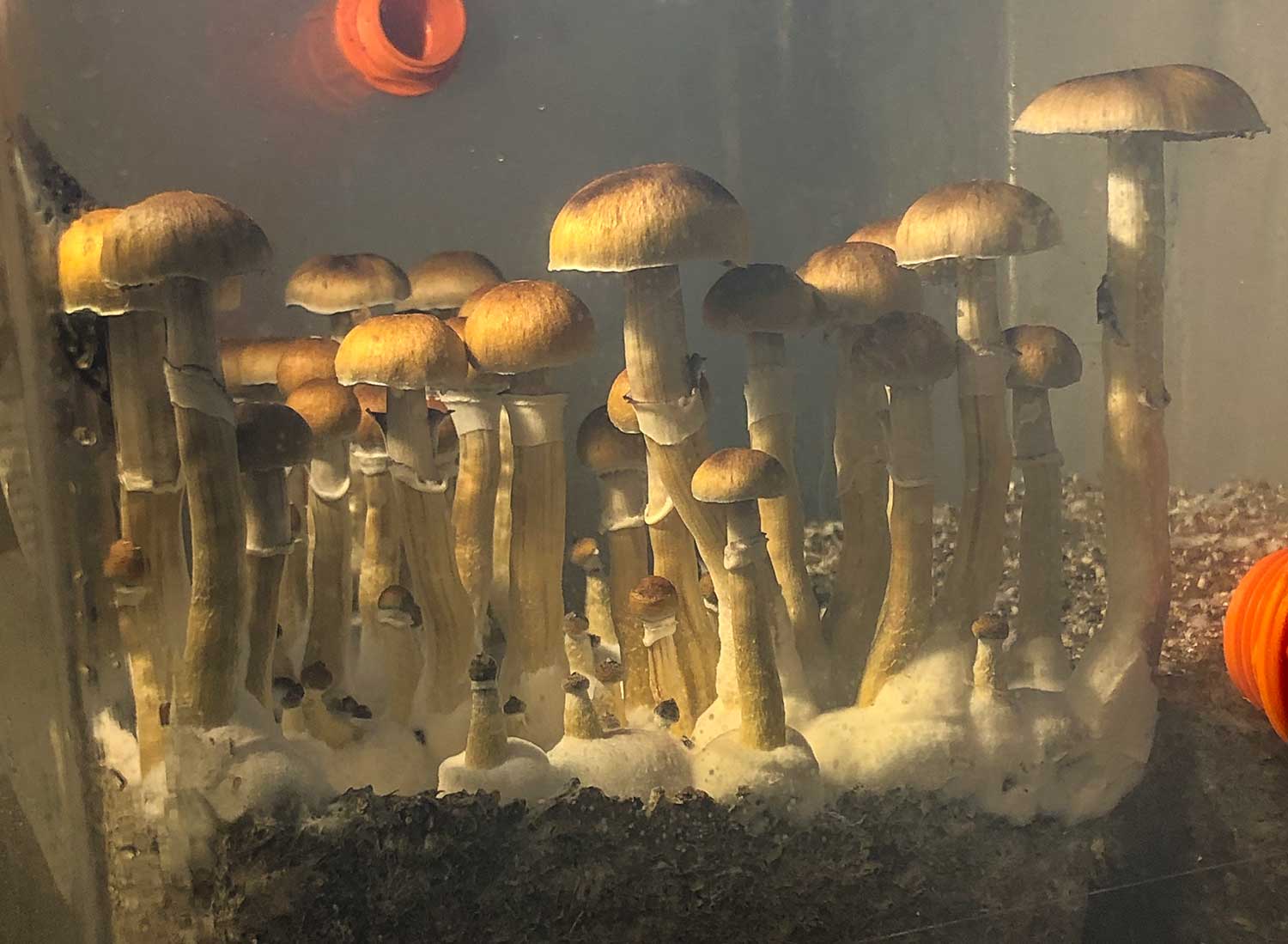 Sterile Mycology Lab Growing Chamber Slots - MycoLinkLabs.com