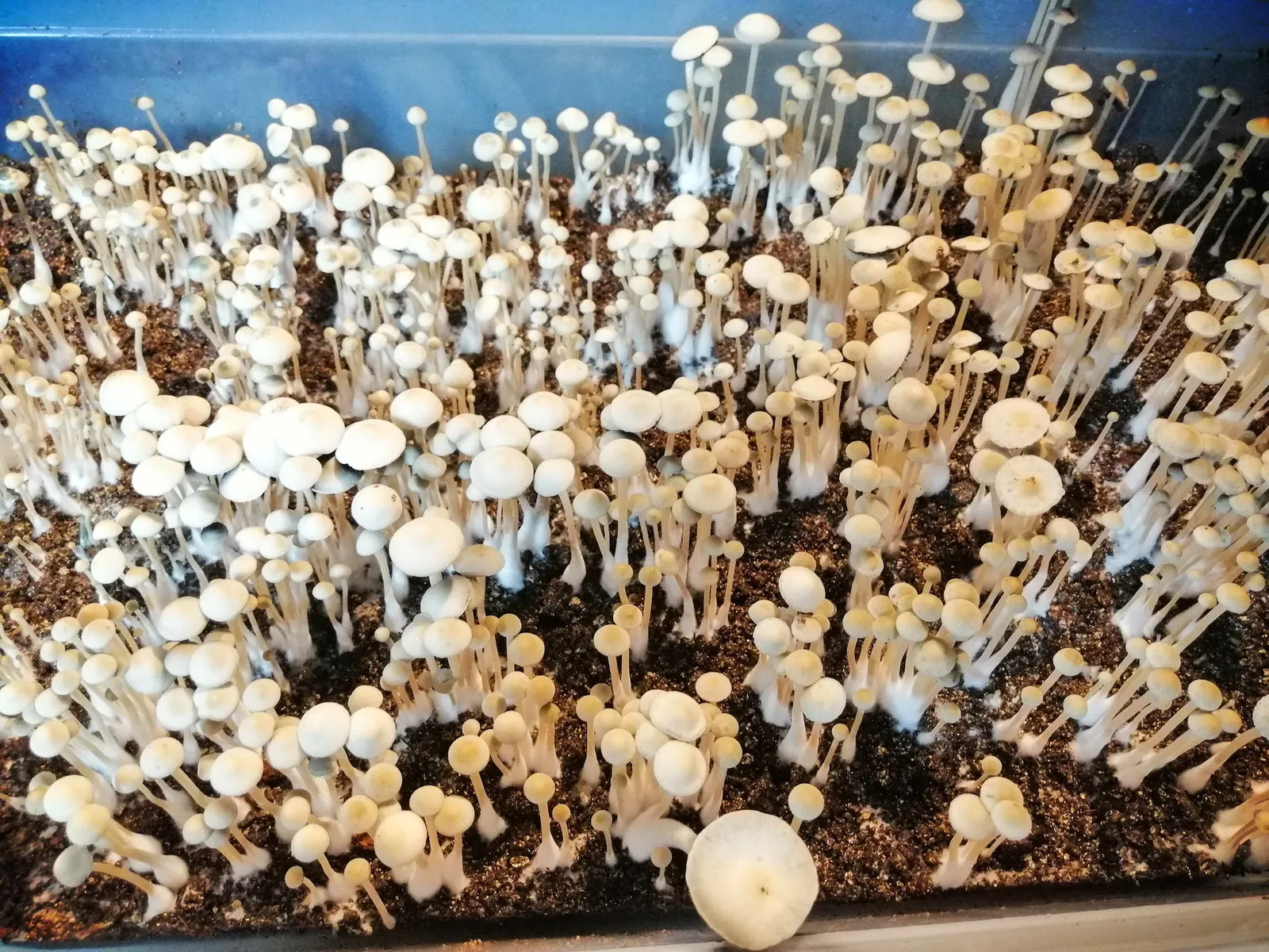 Scientific Mushroom Grow Space Telemetry - MycoLinkLabs.com